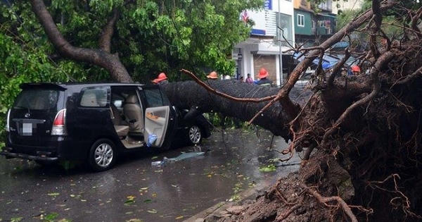 Cây gãy, đổ trong mưa bão: Bao giờ “ông trời” mới hết bị quy trách nhiệm?