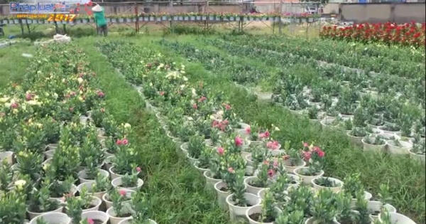 TP HCM: Người trồng hoa tết chạy đua với thời gian vì thời tiết thất thường