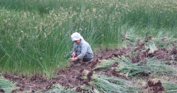 Nghề trồng cói, nghèo đói quanh năm