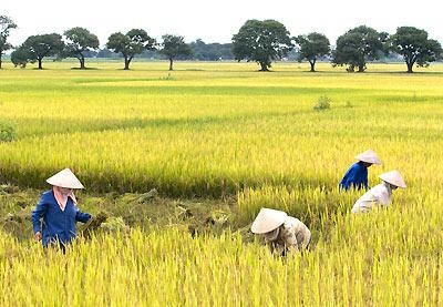 Chuyện của nhà nông