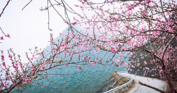 Lộng lẫy sắc xuân miền Tây Bắc… Lộng lẫy sắc xuân miền Tây Bắc…