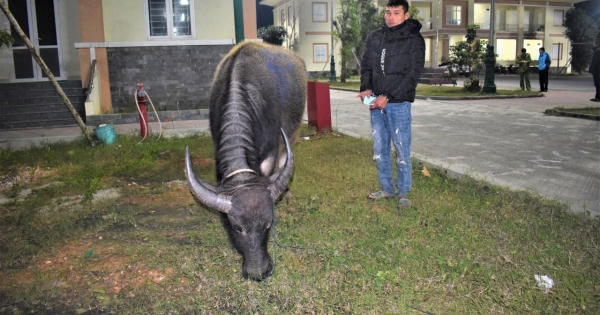 Quảng Bình: Bắt giữ đối tượng trộm cả "cơ nghiệp" của người nông dân