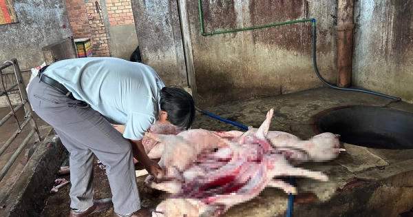 Đồng Nai: Phát hiện cơ sở thu mua, giết mổ heo chết “phù phép” bán ra thị trường Đồng Nai: Phát hiện cơ sở thu mua, giết mổ heo chết “phù phép” bán ra thị trường