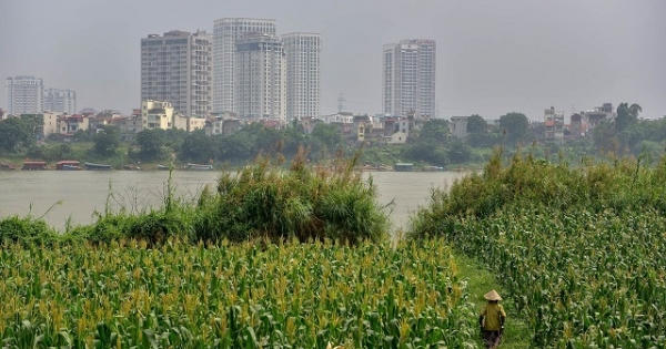 Phương án sơ bộ sử dụng đất tại 8 khu vực bãi sông Hồng: Khả thi với cách tiếp cận mới