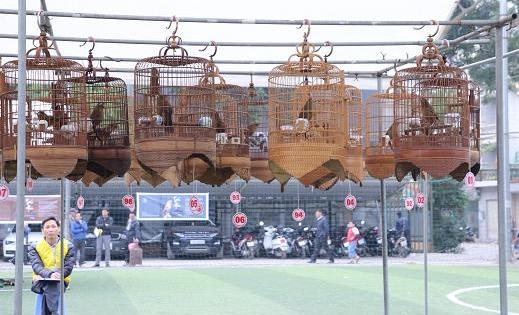 Chim quý gần 100 triệu về dự Hội thi chim làng