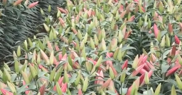 Chia sẻ Nông dân Tây Tựu 'khóc ròng' vì hoa ly nở rộ