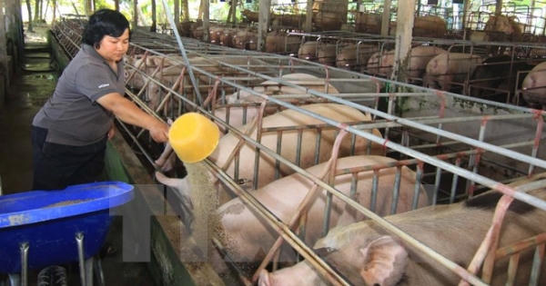 Chính thức cấm và xử phạt nặng nếu dùng Cysteamine trong chăn nuôi