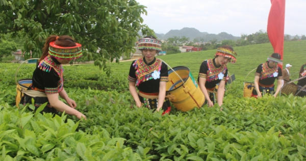Mộc Châu: Chè thanh sạch, sữa mát lành