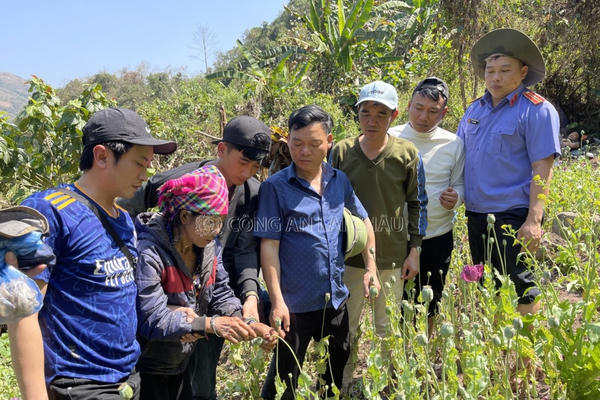 Một vườn cây thuốc phiện sinh trưởng tốt trong rừng bị Công an triệt phá