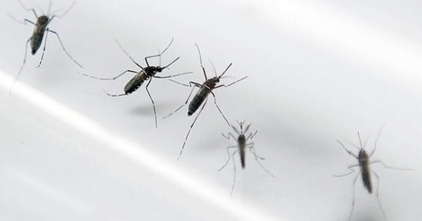 ​Phát hiện trường hợp nhiễm Zika đầu tiên tại Lào