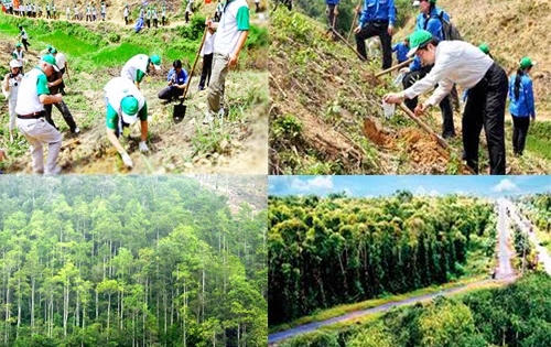 Quy chế hoạt động của BCĐTW thực hiện Chương trình phát triển lâm nghiệp bền vững