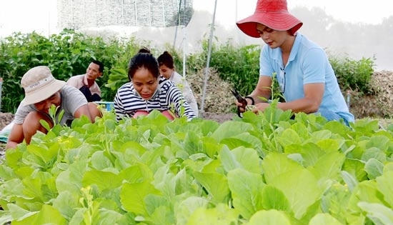 Đổ xô thuê đất trồng rau sạch