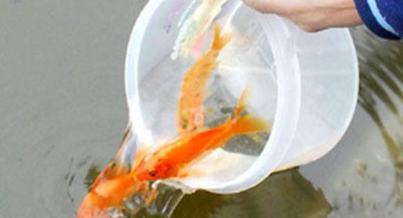 Cúng ông Công ông Táo, khấn gì cho đúng?