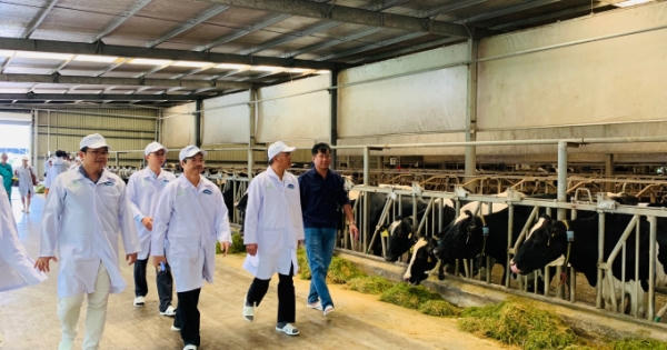 “Resort” bò sữa Tây Ninh là hạt nhân để xây dựng vùng chăn nuôi bò sữa an toàn dịch bệnh