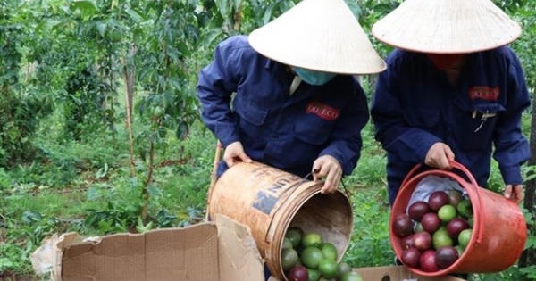 Doveco hỗ trợ nông dân Gia Lai phát triển bền vững cây chanh dây Doveco hỗ trợ nông dân Gia Lai phát triển bền vững cây chanh dây
