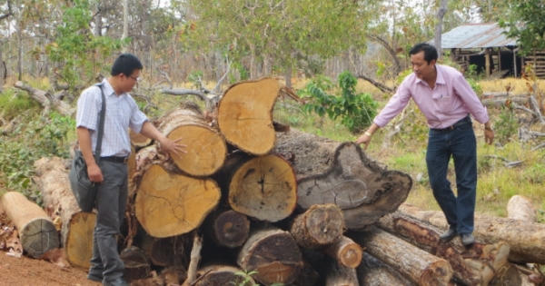 Kỳ 1 - Mất hàng trăm nghìn ha rừng, ai chịu trách nhiệm: Mất rừng, mất hàng nghìn tỷ đồng