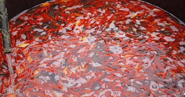 Chợ cá lớn nhất Hà Nội nhộn nhịp phục vụ Tết ông Công ông Táo Chợ cá lớn nhất Hà Nội nhộn nhịp phục vụ Tết ông Công ông Táo