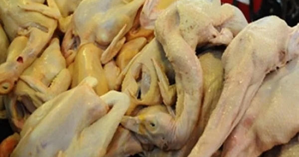 Siêu lợi nhuận, xe Camry cũng được dùng để chở gà thải về Hà Nội Siêu lợi nhuận, xe Camry cũng được dùng để chở gà thải về Hà Nội