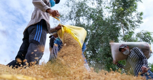 "Nhiệm vụ số một là đảm bảo an ninh lương thực, thứ hai mới là đẩy mạnh xuất khẩu gạo"
