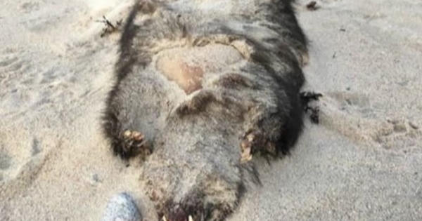 5 sinh vật bí ẩn đối với giới khoa học