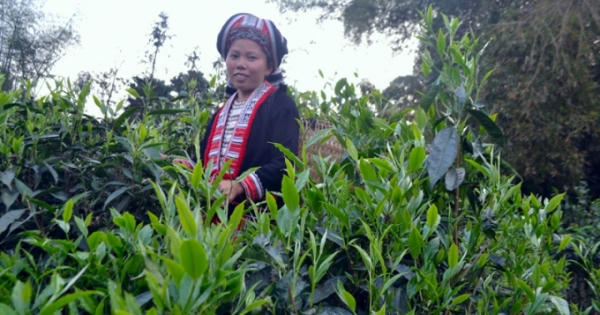 Chè Shan tuyết Hà Giang được cấp giấy chứng nhận chỉ dẫn địa lý