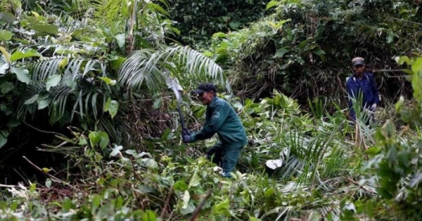 Vụ phá rừng Sơn Trà: Chỉ là phát quang cây bụi, dây leo? Vụ phá rừng Sơn Trà: Chỉ là phát quang cây bụi, dây leo?