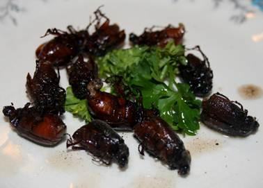 Nghệ An: Bắt sâu Ban miêu nấu ăn, người tử vong, người nguy kịch