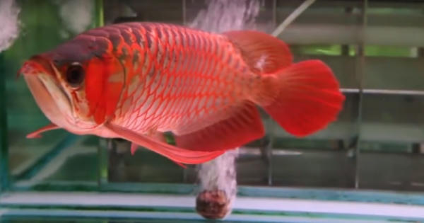 Chiêm ngưỡng cá huyết long có giá nghìn đô trên mạng xã hội