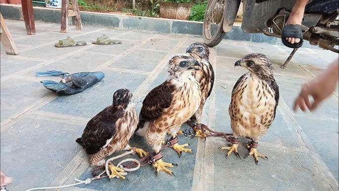 Báo động tình trạng buôn bán, nuôi chim săn mồi làm thú cưng