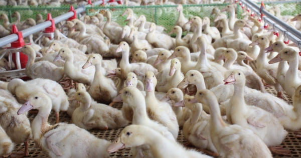 Ra mắt công nghệ mới giúp phát hiện sớm virus Tembusu trên vịt