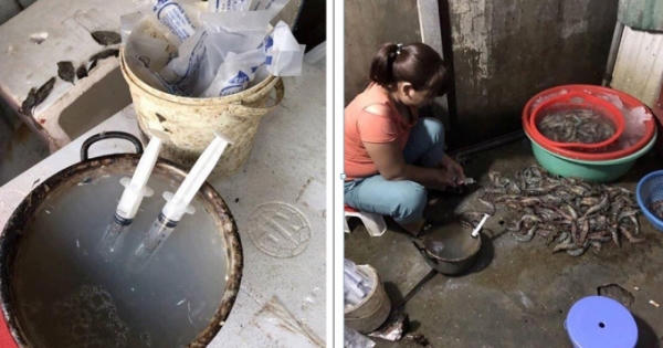 Hà Nội: Bắt quả tang một cơ sở đang bơm tạp chất vào tôm