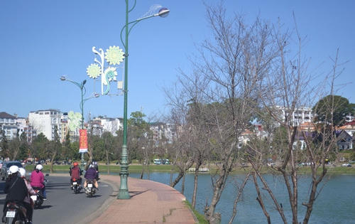 Chính thức dừng Ngày hội mai anh đào Đà Lạt