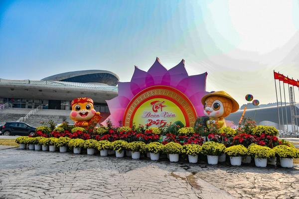 Hạ Long: Đào, mai, hoa cảnh tuyệt đẹp mỏi mắt chờ khách mua Hạ Long: Đào, mai, hoa cảnh tuyệt đẹp mỏi mắt chờ khách mua