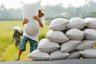 Năm 2015 sản lượng lúa gạo tăng hơn 200.000 tấn