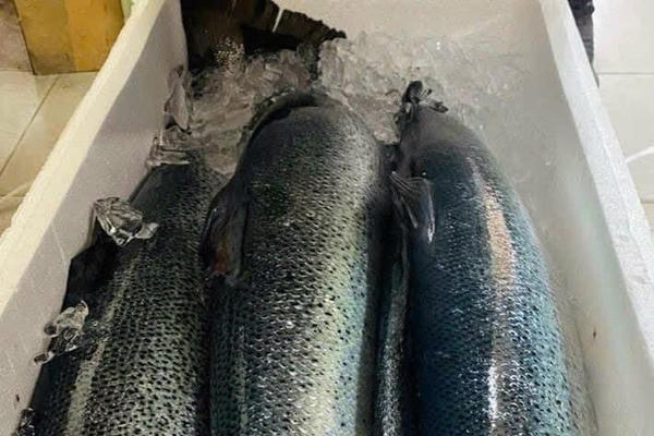 Hải quan vào cuộc vụ lô cá hồi nhập khẩu có dấu hiệu bất thường