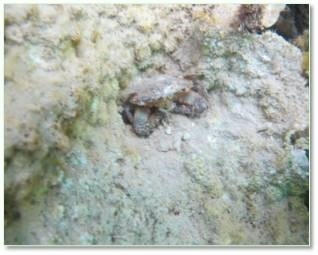 Đáy biển miền Trung ra sao sau sự cố môi trường? Đáy biển miền Trung ra sao sau sự cố môi trường?