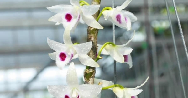 Sau cơn sốt lan đột biến, người mất tiền tỷ, kẻ... "mất hút"