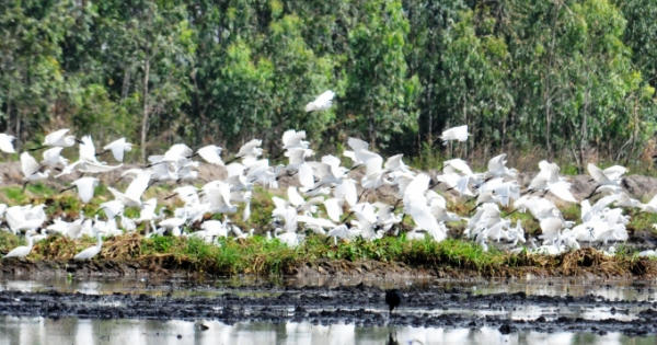 Láng Sen - Chuyện chim trời cá nước