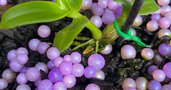 Chậu lan 'Huyền thoại bướm đại ngàn', mua 1 tỷ bán giá 15 tỷ đồng