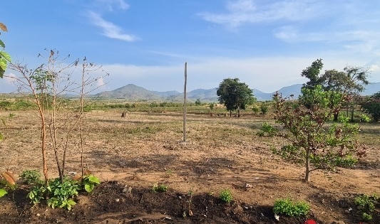 Giao 438 ha rừng làm kinh tế, doanh nghiệp 'bỏ chạy', cả đất lẫn rừng 'biến mất'