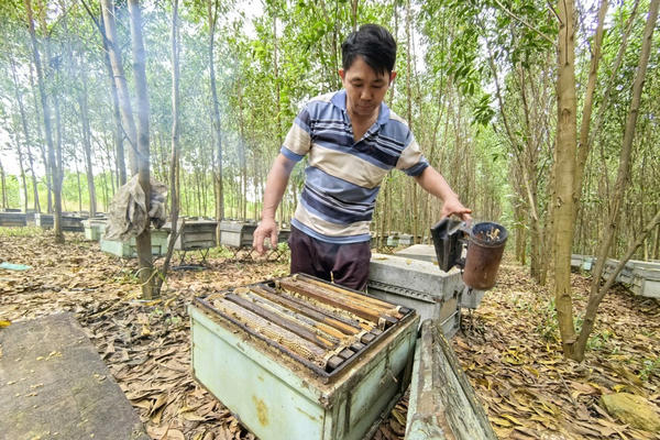 Thăng trầm nghề nuôi ong dưới tán rừng tràm