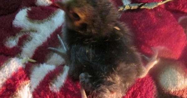 Xôn xao gà 4 chân ở xứ Nghệ