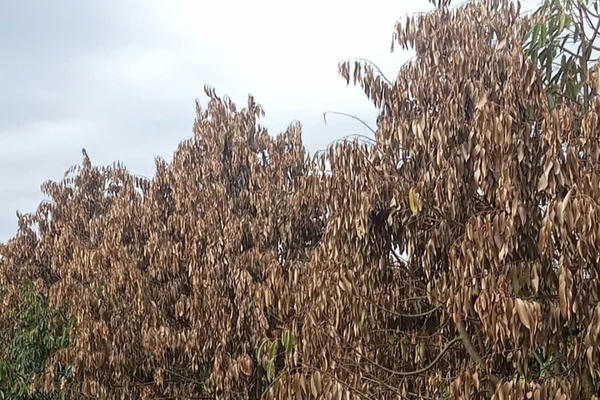 Sầu riêng chết hàng loạt sau lũ, nông dân Lâm Đồng thiệt hại hàng tỉ đồng