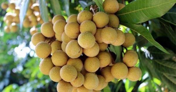 Ảnh hưởng dịch bệnh COVID-19: Na, nhãn khó tiêu thụ, giá giảm mạnh