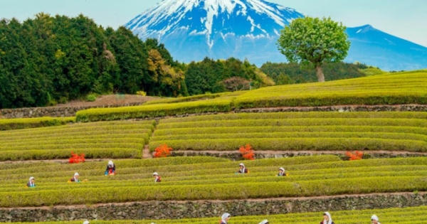 Khám phá vẻ đẹp nên thơ của Shizouka- quê hương núi Phú Sĩ