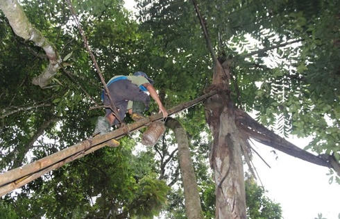 Kỳ lạ loại cây tiết ra nước của người Cơtu được ví như "tiên tửu nhà trời"