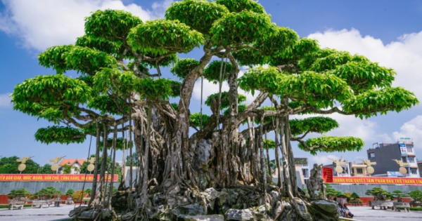 'Siêu cây' trị giá 20 triệu USD, người Nhật trả không bán