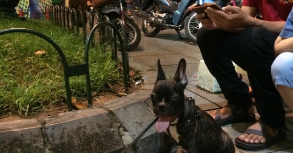 Hà Nội: Không rọ mõm cho chó vì "thú cưng không cắn ai bao giờ" (!)