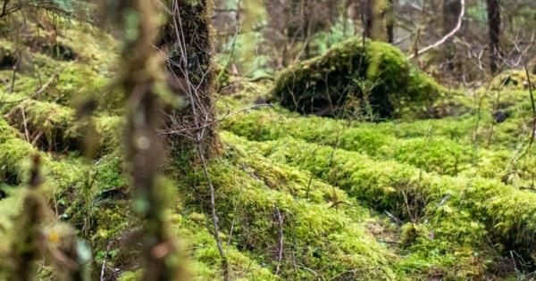 Những bước “chuyển mình” của rừng quốc gia Tongass xứ Alaska