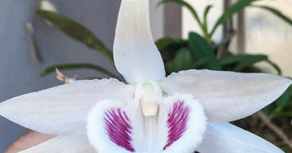 Lan đột biến: Chỉ lạ không hiếm, nhân giống cả loạt bán giá vài ngàn/cây